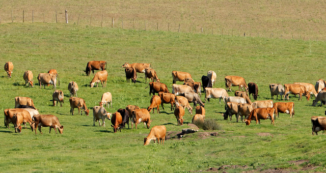 Managed grazing and soil carbon: what a long-term Aussie trial suggests (and where the traps are)