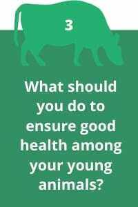 3. How to ensure good health among your young animals?