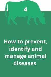 4. How to prevent, identify, manage and treat diseases that can affect your animals?