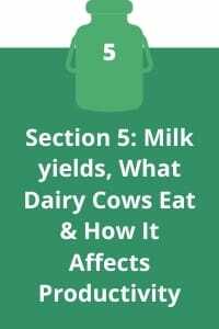Milk yields, What Dairy Cows Eat & How It Affects Productivity
