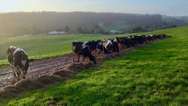 Manage Your Pastures with Precision to Improve Animal Nutrition