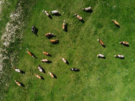 What is feed on offer and the different pasture measurement techniques?