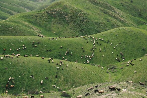 Empowering Dairy & Beef Farmers with Data-Driven Pasture Management