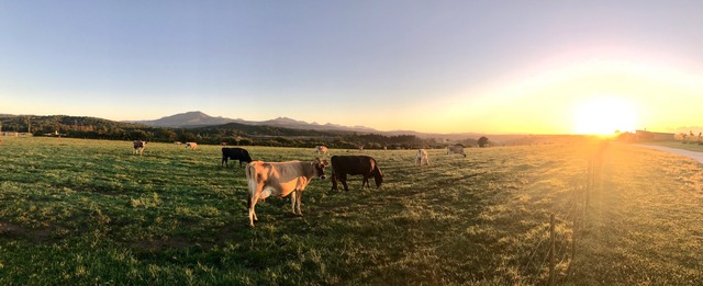 Timely Grazing: Key to Effective Spring Pasture Management
