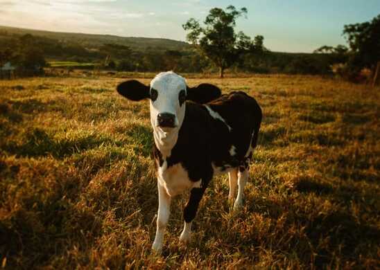 Effective calf weaning strategies (Part 3)