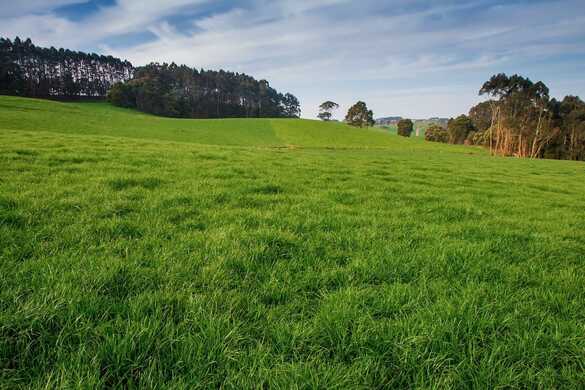 Annual Ryegrass