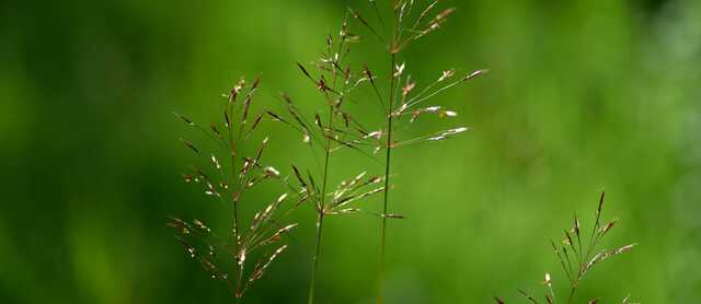 Entering grazing records and planning your grazing activities in advance