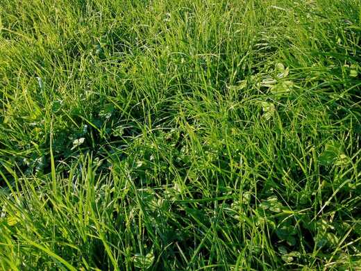 All About Perennial Ryegrass