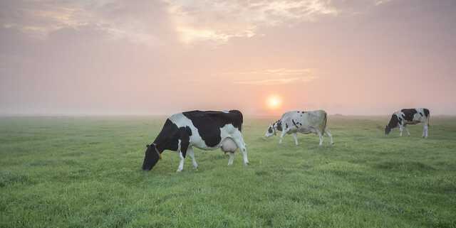 Most Popular Cow Breeds for Dairy Farming