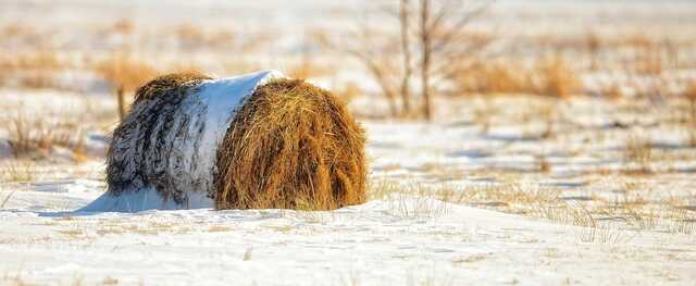 Winter Grazing Strategies That Work When it Snows