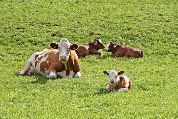 Dairy cows and calves in a paddock of grass chewing cud.