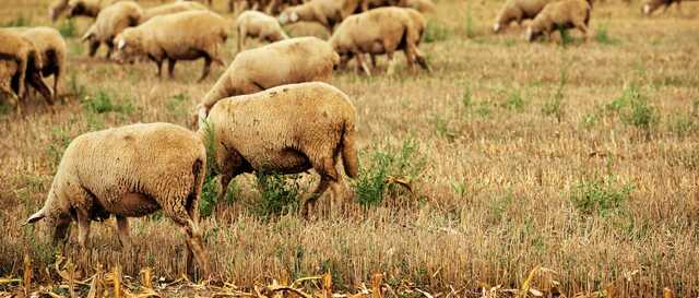 An overview of the sheep industry in Australia