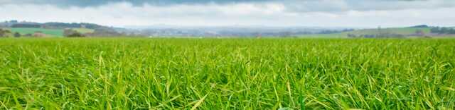 How to Make Your Perennial Ryegrass Pasture More Productive