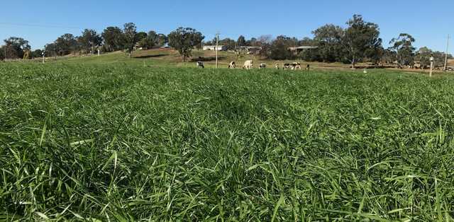 Principles of Intensive Rotational Grazing