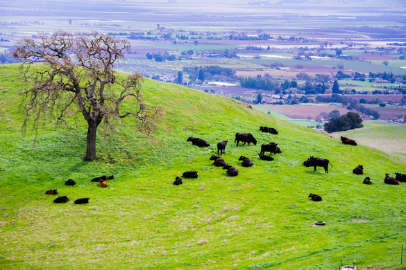 Create a Better Farming Business With Advanced Grazing Management Software