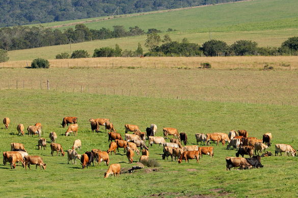 Maximise Milk and Meat with Intensive Grazing: Cell and Mob Grazing Explained