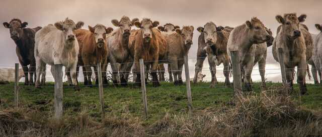 The Psychology of Livestock Fencing During Rotational Grazing