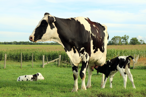 How To Raise Healthy Calves: From Pre-Calving to Post-Calving Stage