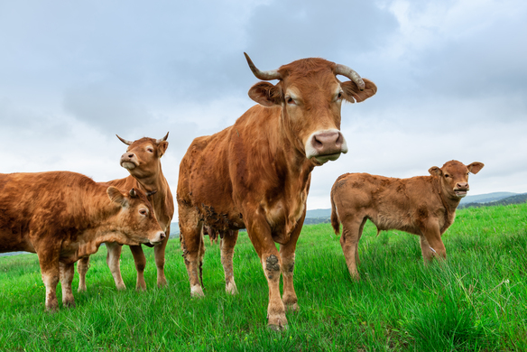 Grazing for Profit: Navigating High Beef Prices and Volatile Markets in 2025