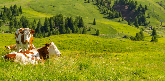 Spring pasture quality in a flush: rotational tactics that prevent rank feed and wasted growth