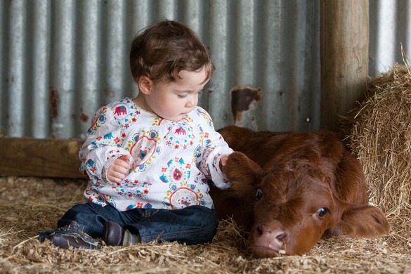 Getting your calf health management practices right