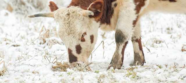 How to make sure your pasture and cattle complement each other in winter