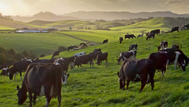 Why Pasture Plate Meters Are Not Good Enough.