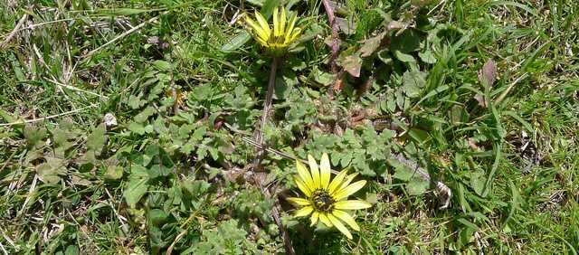 The Two Most Common Pasture Weeds