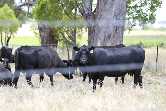 Biosecurity in Pasture-Based Farming: Protecting Your Grazing Livestock