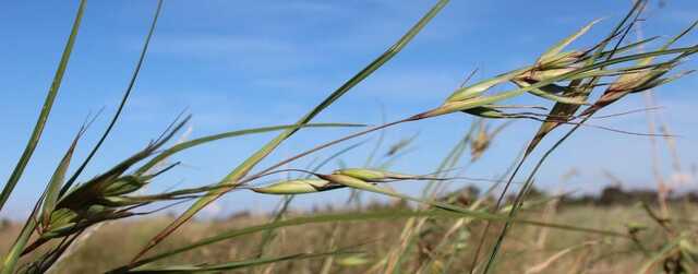 All About Native Pastures