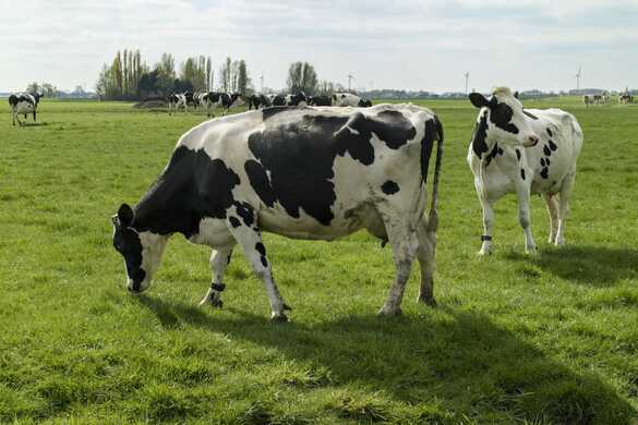 How rotational grazing can help you improve pasture utilisation