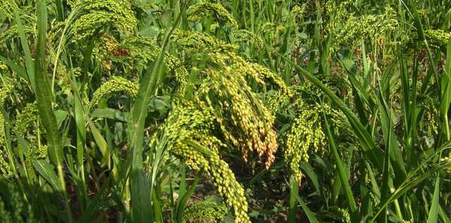 Sorghum-sudangrass: the sunny summer cocktail that every farmer