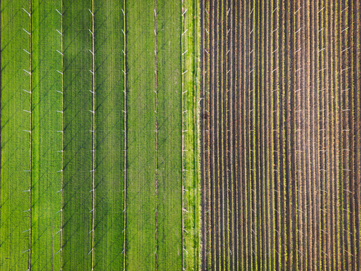 Cover Crops: A Sustainable Way To Ensure Soil Health