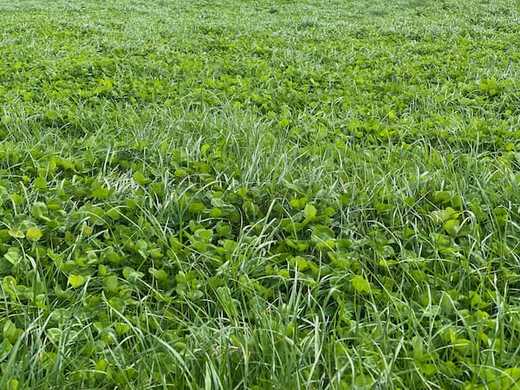 Why You Should Start Rotational Grazing