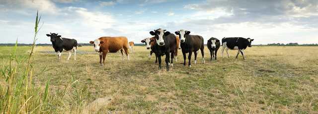 Using summer Annuals to extend your grazing season