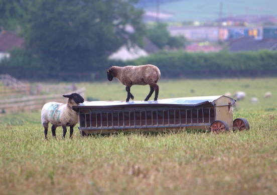 How Sheep Farmers Can Build Successful Farming Operations Using AI and Agtech