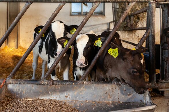 How to Manage Multiple Mobs Successfully In Calving Season