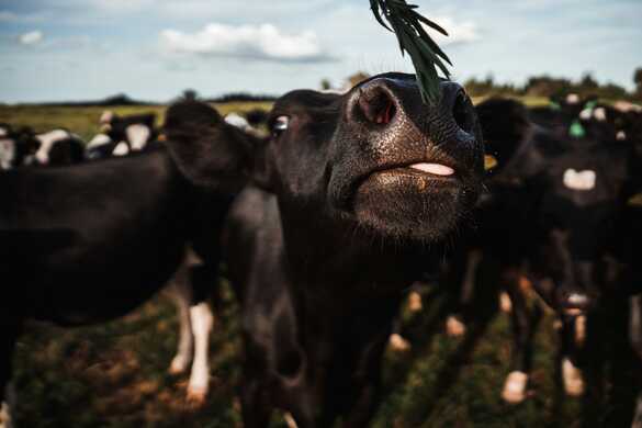 The Challenges of Meeting Global Demand – How the New Zealand Dairy Industry Must Adapt.