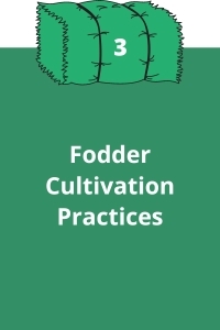 3. Fodder Cultivation Practices