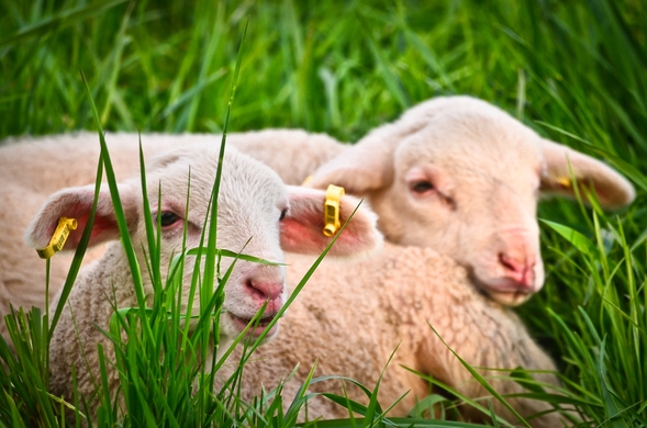 What’s Happening To Lamb and Mutton Farming? A Look At What’s Happening in Australia