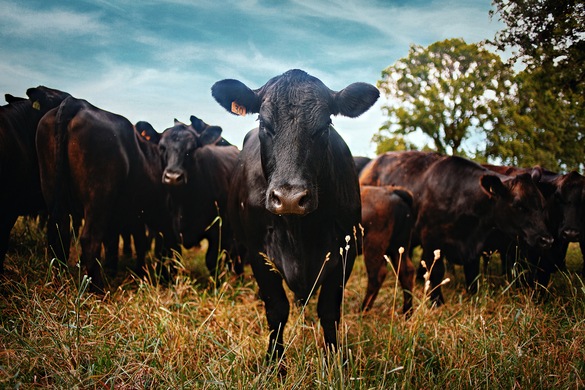 An Overview of the Beef Industry in the US: 2024