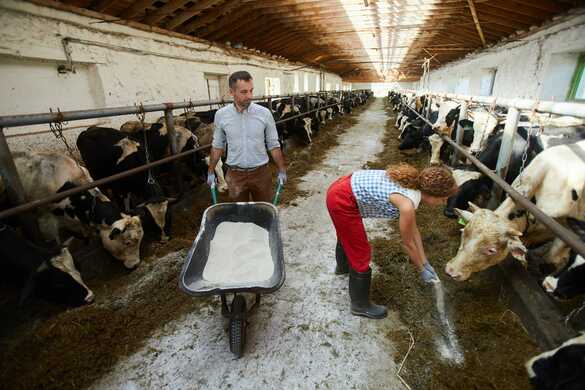How a Dairy Cow’s Rumen Responds to Pasture