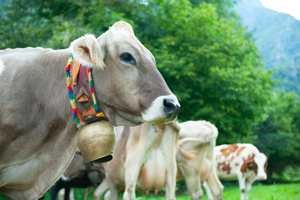 Retired Dairy Cows: What To Do With Them & How To Keep Making Money