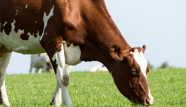“Grass eaten” is the profit engine: the Irish data point every grazing farm should steal for 2026