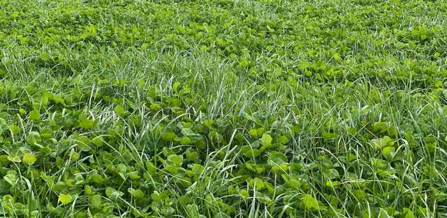 How to Choose Ryegrass for Autumn Renovation