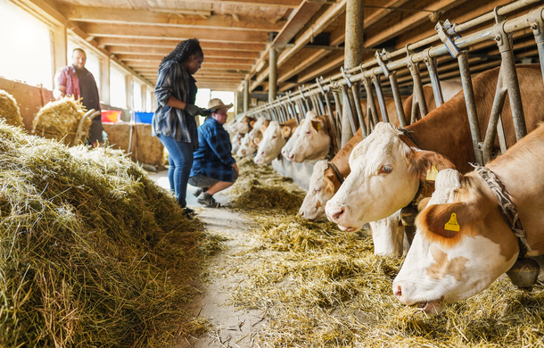 Pre-fresh Diets for Dairy Cows: What’s The Big Deal?