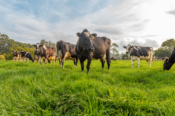 Pasture Professional Mastering Grazing Management with Pasture.io