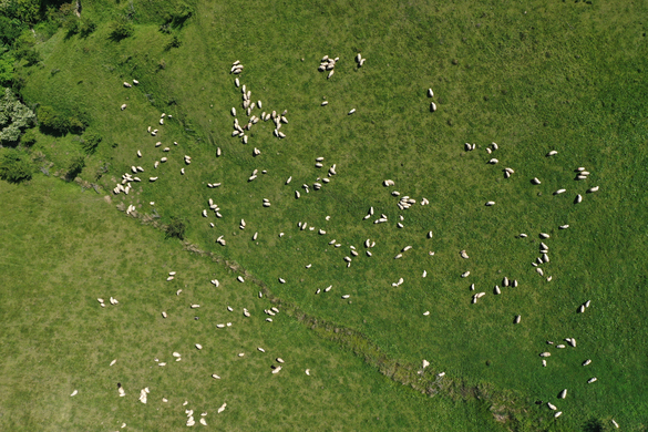 Explore the Benefits of Satellite Pasture Management in Australia: Smarter Grazing, Better Yields
