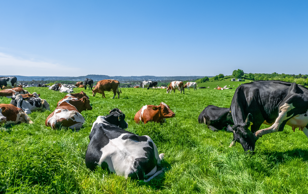 Next season’s silage starts now: a paddock-first plan (before you pick a seed)