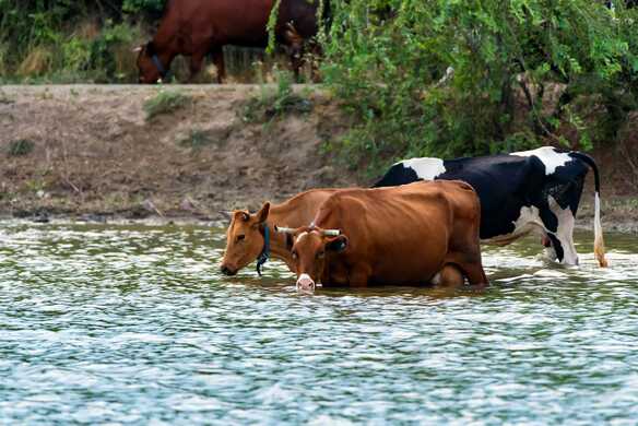 Take heat-Stress off your cow’s plate Right Now! It’s affecting the Mating behaviour.